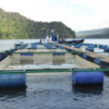 Implementing-the-cages-at-the-aquaculture-site-600x300 Sarawak Aquaculture Industry