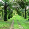 Oil Palm-based Industries