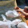 Releasing-the-fry-into-the-small-mesh-net-cages_0-600x300 Sarawak Aquaculture Industry