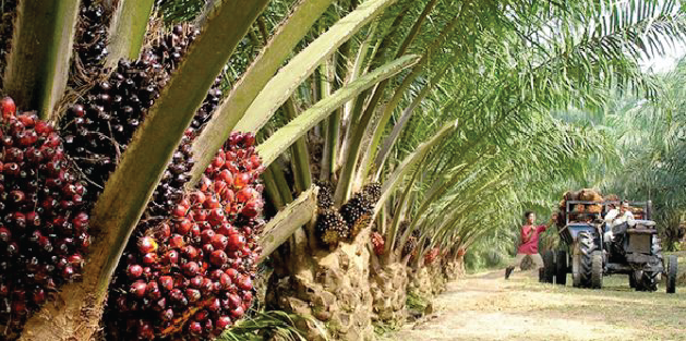 Palm Oil