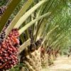 Oil Palm-based Industries