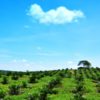 Oil Palm-based Industries