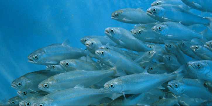 AQUACULTURE Priority Industries