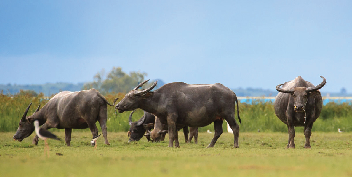 LIVESTOCK Priority Industries