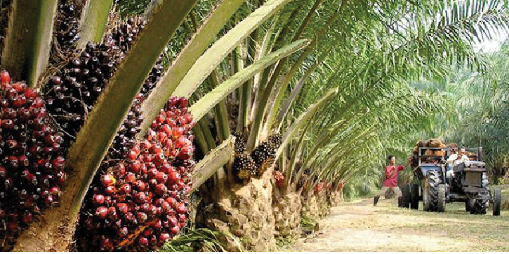 PALM OIL Priority Industries