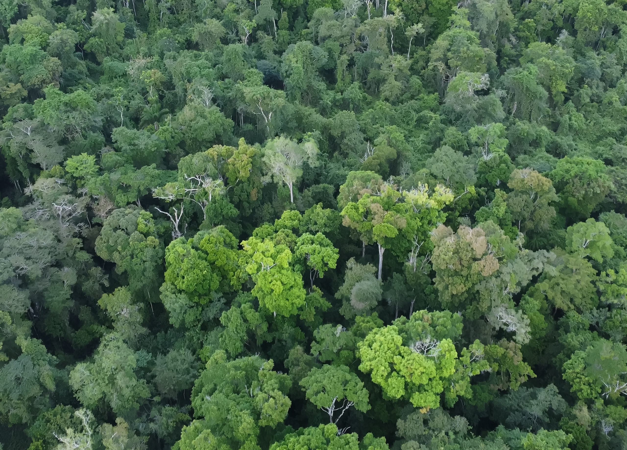 coal pieces texture SARAWAK CORRIDOR OF RENEWABLE ENERGY