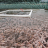Sarawak Aquaculture Industry
