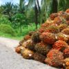 Oil Palm-based Industries