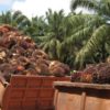 Oil Palm-based Industries